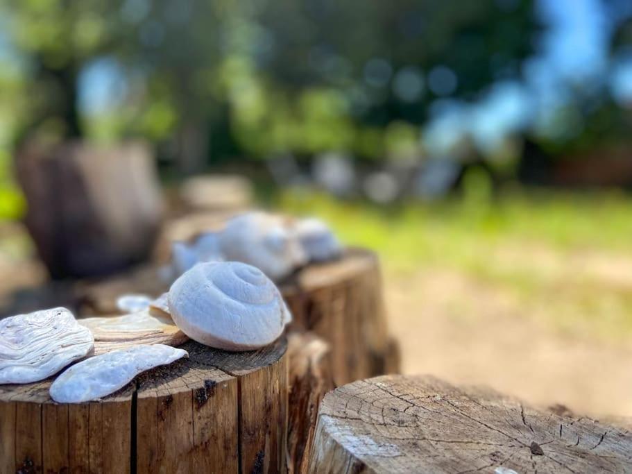 La Pastourelle - Cozy Hébergement de vacances Coxyde
